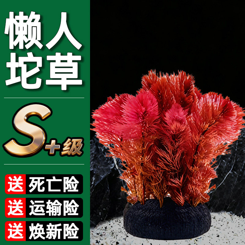 水屿鱼红菊坨草鱼缸植物活体水草阴性培绿植懒人造景无需底砂泥土