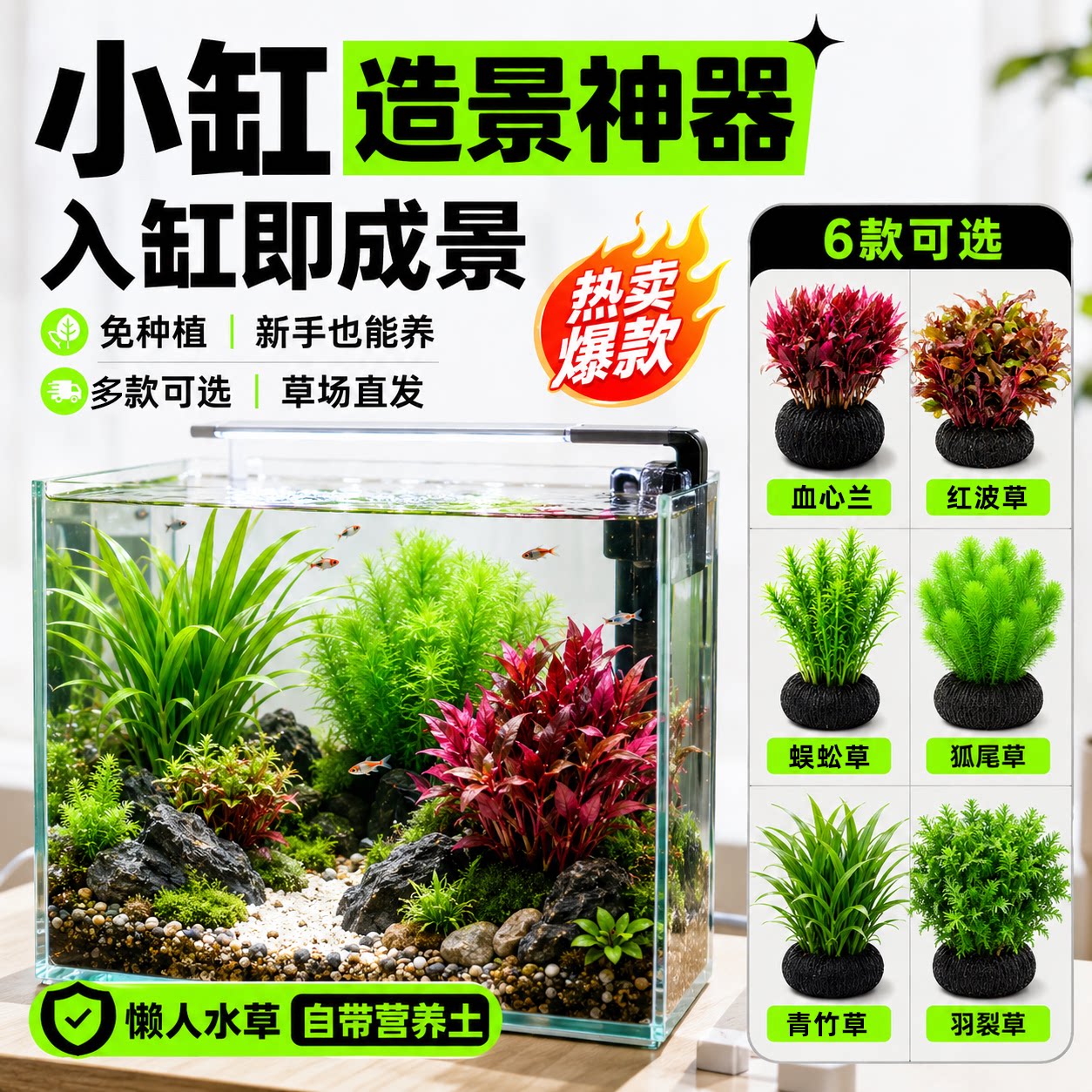鱼缸水草植物大坨草增氧阴性增氧淡水新手懒人水榕造景水培坨草