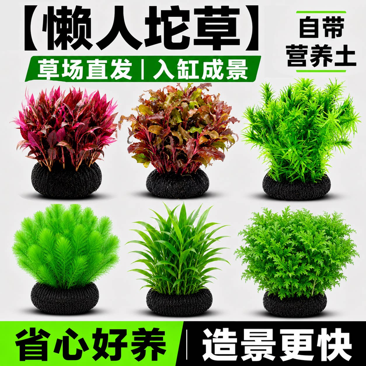 水屿鱼水草坨草鱼缸植物活体增氧阴性培绿植新手懒人造景无需底砂