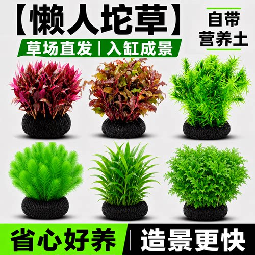 水屿鱼懒人坨草自带水草泥