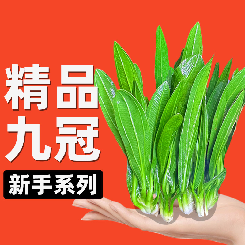 水屿鱼皇冠水草绿九冠迷你大叶九