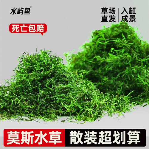 水屿鱼散装莫斯水草草缸植物鱼缸造景莫丝鱼缸专用真水草阴性水草