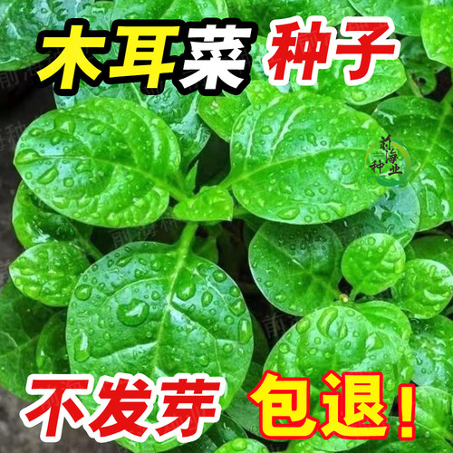 大木耳菜种子圆叶四季新鲜种籽青菜肉厚夏天四季阳台盆栽蔬菜种子