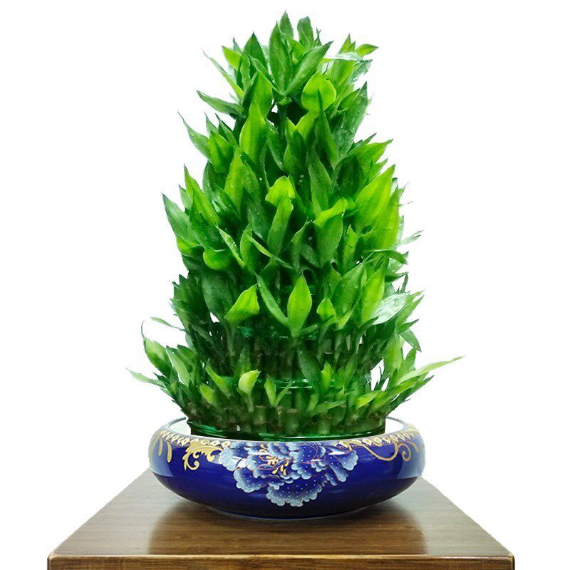 节节高客厅办公室招财富贵竹植物水养带根室内水培绿植大盆开业礼