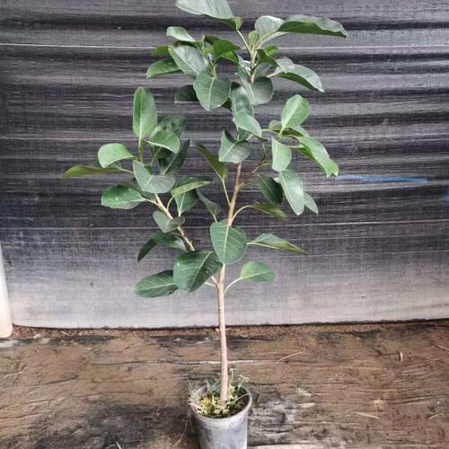 高山榕盆栽造型绿植室内客厅观叶大型植物青叶橡皮树富贵榕