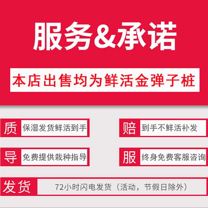 金弹子盆景树桩老桩四季常青绿植别墅阳台客厅植物金弹子金单子桩