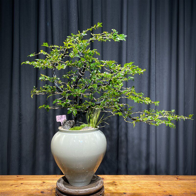 一物一拍老桩造型小叶紫檀高档盆景大型室内乔迁送礼绿植物盆栽