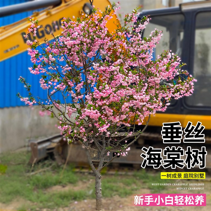 垂丝海棠树苗当年开花粉红色名贵风景树室内外绿植花卉耐寒四季种