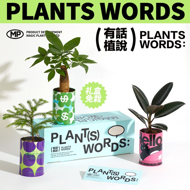 神奇植物情绪稳定发财树富贵竹植物盆栽室内桌面耐养绿植520礼盒