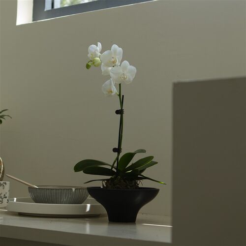 故事森林 苔藓球苔玉盆栽室内盆景水培植物易养桌面绿植小众ins风