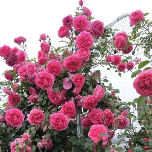 爬藤粉色达芬奇蔷薇花苗四季开花藤本月季盆栽室内外爬墙粉达大苗