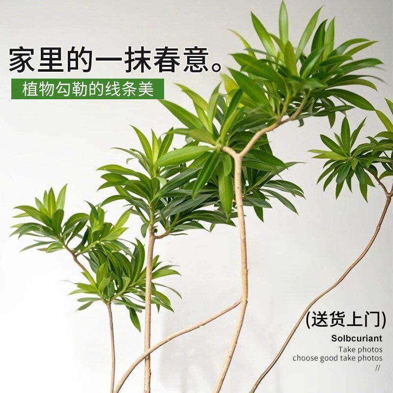 百合竹客厅绿植室内大型落地式大盆栽办公室四季常青造型真花植物