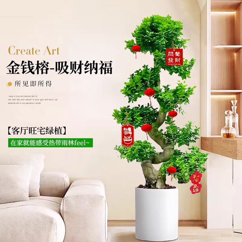 金钱榕大盆栽摇钱树客厅大型绿植办公室内招财金钱树四季常青盆景