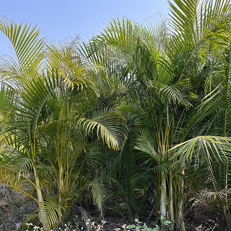 高杆老桩竹子散尾葵地栽凤尾竹大型植物庭院网红占露营庭院阳台