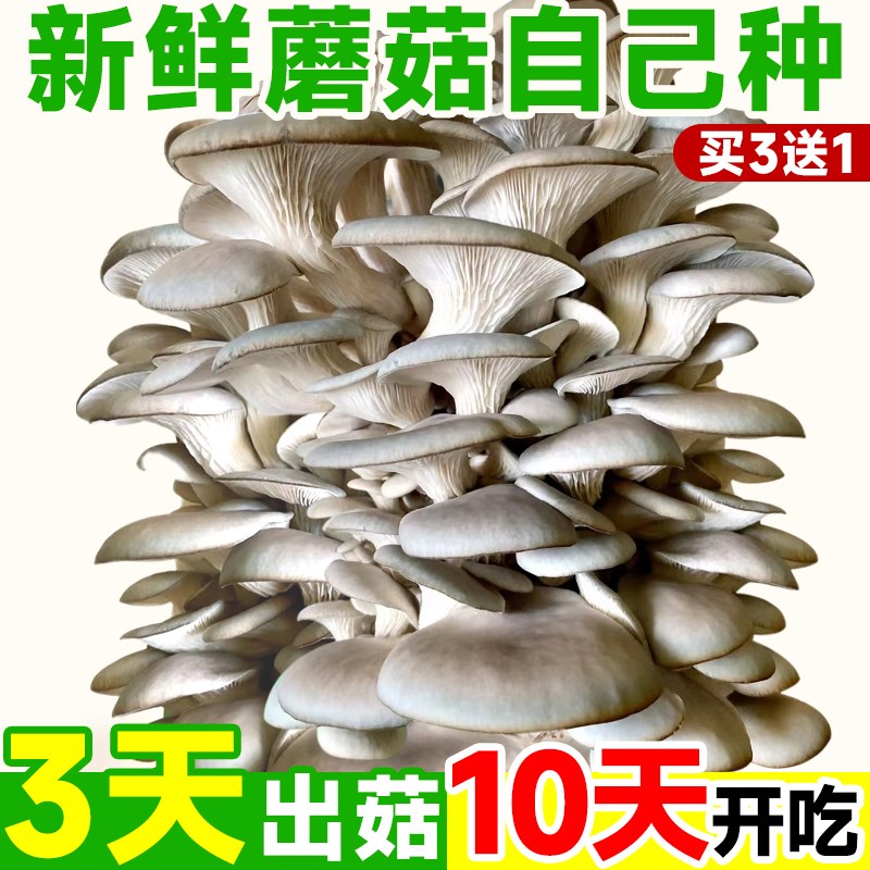 蘑菇种植包新鲜菌种菌菇黑平菇种植菌包食用菌菇棒家庭自种小盆栽