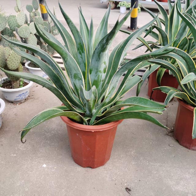 龙舌兰盆栽绿植阳台庭院多年生常绿植物凤尾兰新奇净化空气防辐射