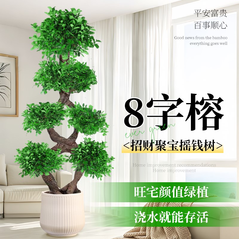 8字榕造型金钱榕树发财树客厅老桩吸甲醛大型绿植盆栽招财办公室