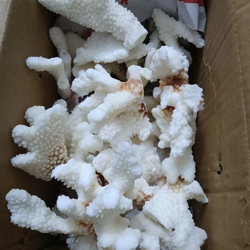 天然白珊瑚骨滤材珊瑚石造景底砂鱼池过滤鱼缸摆件纯天然白色