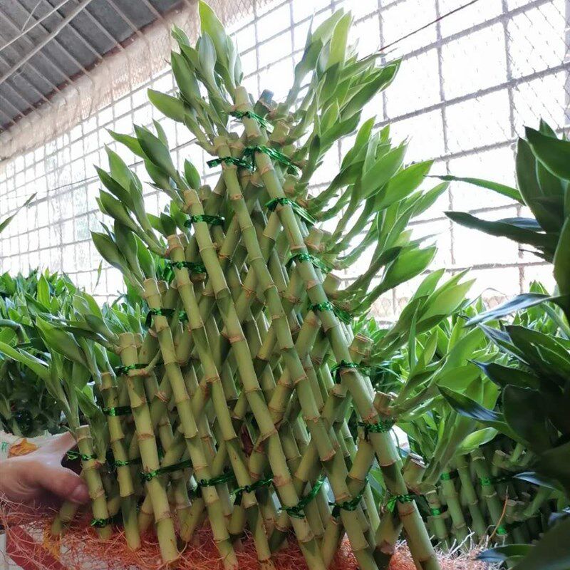 聚财竹节节高金字塔富贵竹塔水培植物室内盆栽花卉盆景净化空气好