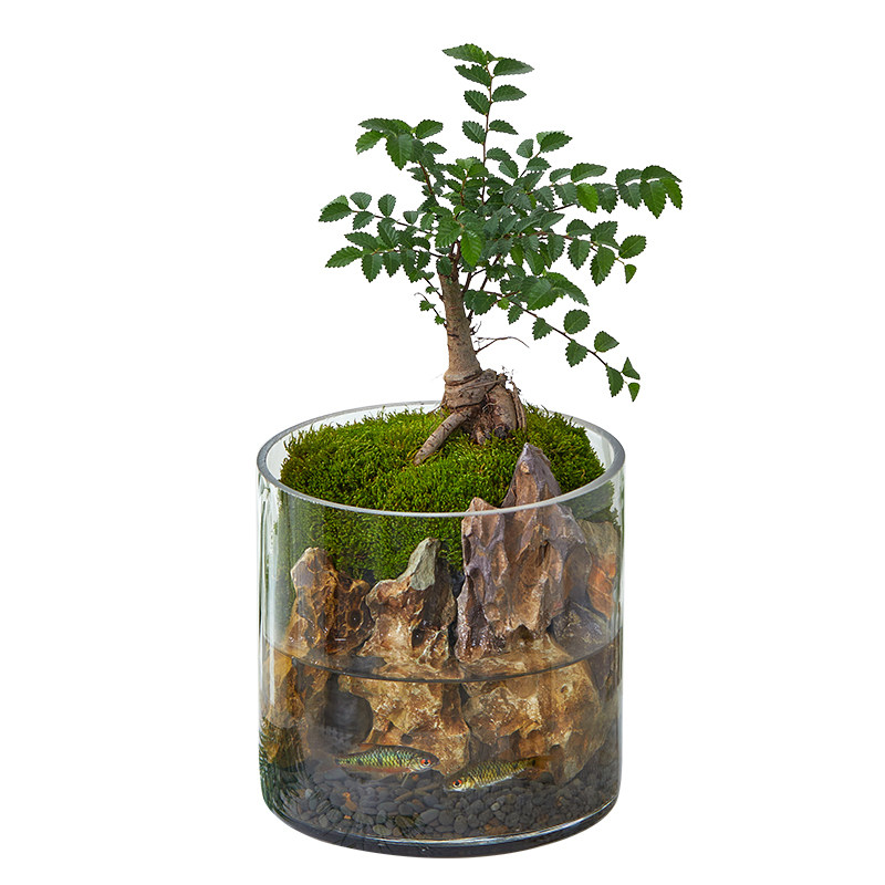 青苔藓生态瓶闷养微景观造景绿植物办公室内桌面水培好养创意盆栽