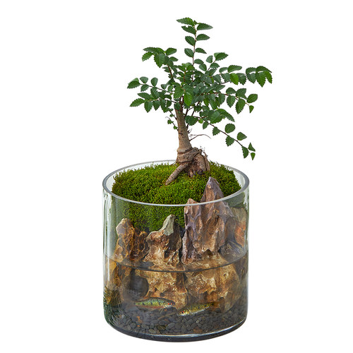 青苔藓生态瓶闷养微景观造景绿植物办公室内桌面水培好养创意盆栽