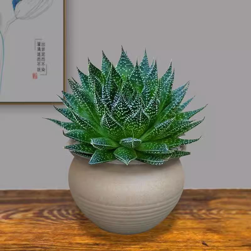 繁星多肉植物盆栽雪花波露芦荟不夜城桌面绿植好养四季常青防辐射