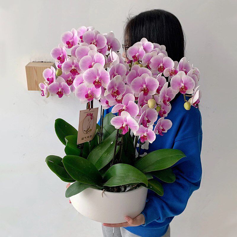 全国蝴蝶兰盆栽真鲜花开业乔迁庆典花卉同城速递北京上海店配送