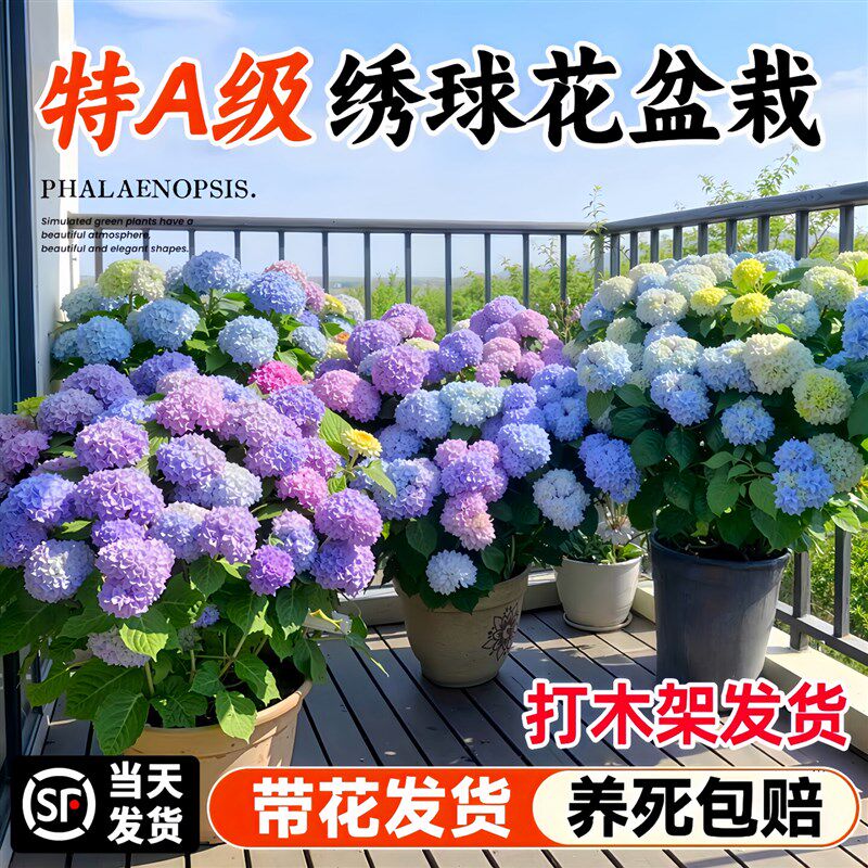 特大盆绣球花老桩盆栽植物带花苞无尽夏大苗阳台庭院室内四季好养