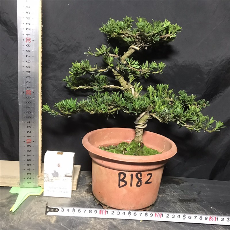 一图一拍老盆米叶罗汉松盆景阳台庭院假山客厅老桩迎客松四季常绿