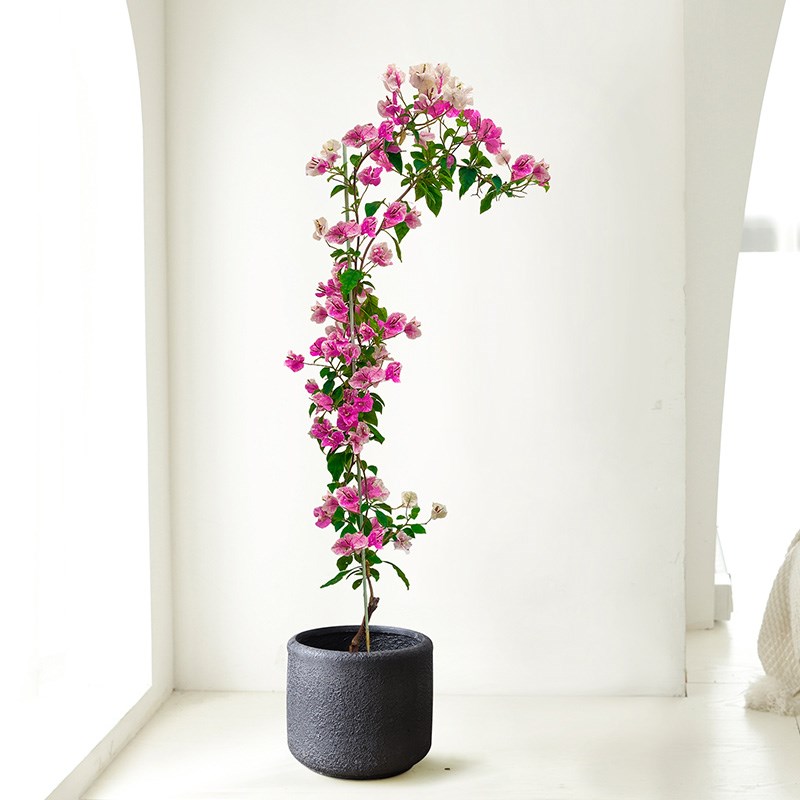 三角梅盆栽四季开花室内阳台庭院藤木绿植渐变粉花卉盆栽耐旱好养