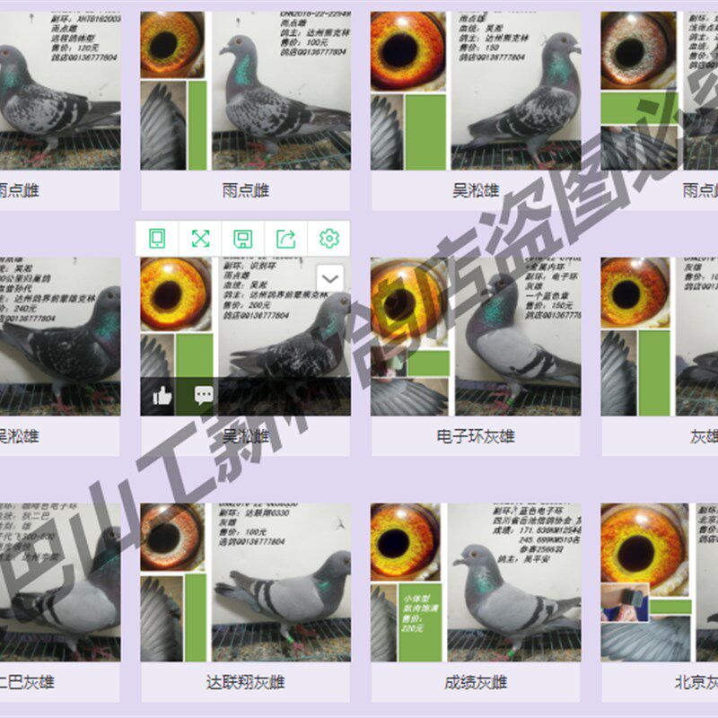 成绩鸽 信鸽 赛鸽 鸽子 活体 天落鸟 公棚 特比环 李鸟 吴淞鸽