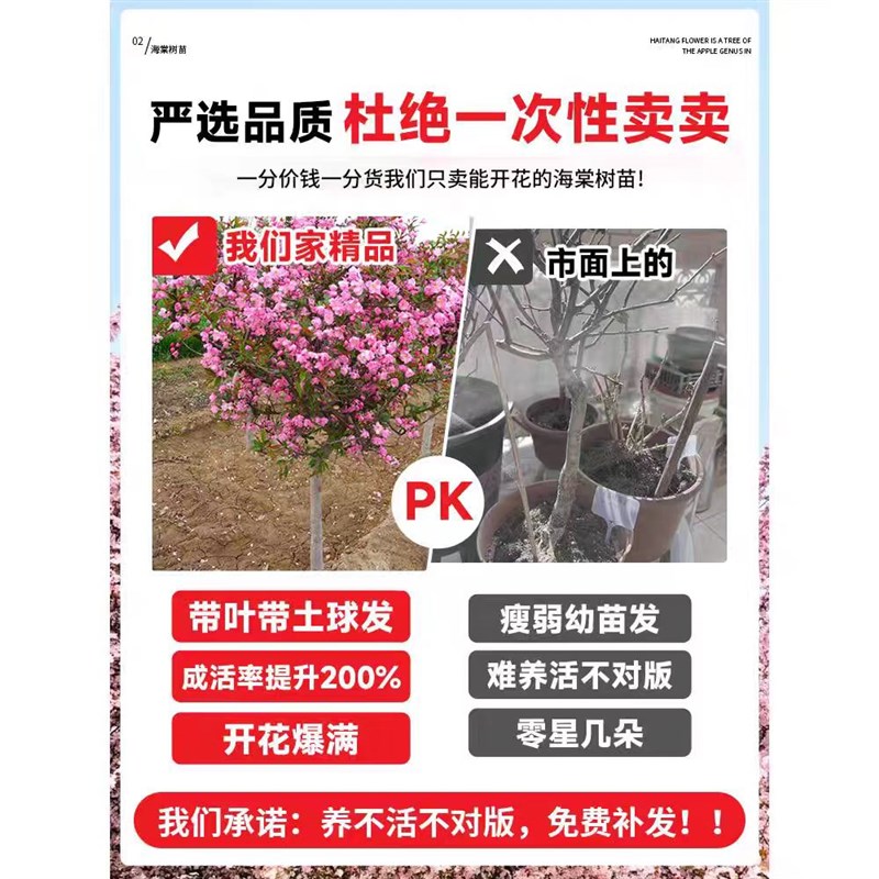 海棠花树苗高杆庭院室外地栽西府海棠垂丝海棠树大型花卉多季开花