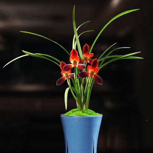 春兰铭品【带花苞】带盆种好浓香兰花室内绿植盆栽花卉好养易开花