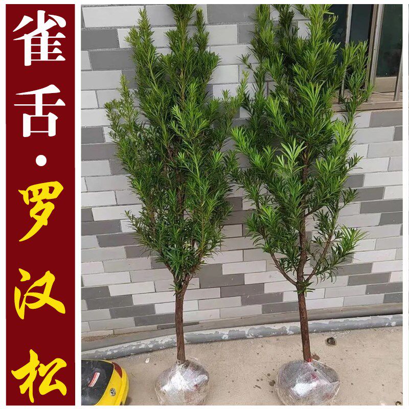 正宗雀舌罗汉松树苗盆景庭院种植盆栽迎客松别墅大型大树植物绿植