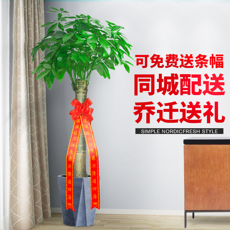 北京送货发财树室内大型独杆盆栽客厅办公室绿植物招财树开业礼品