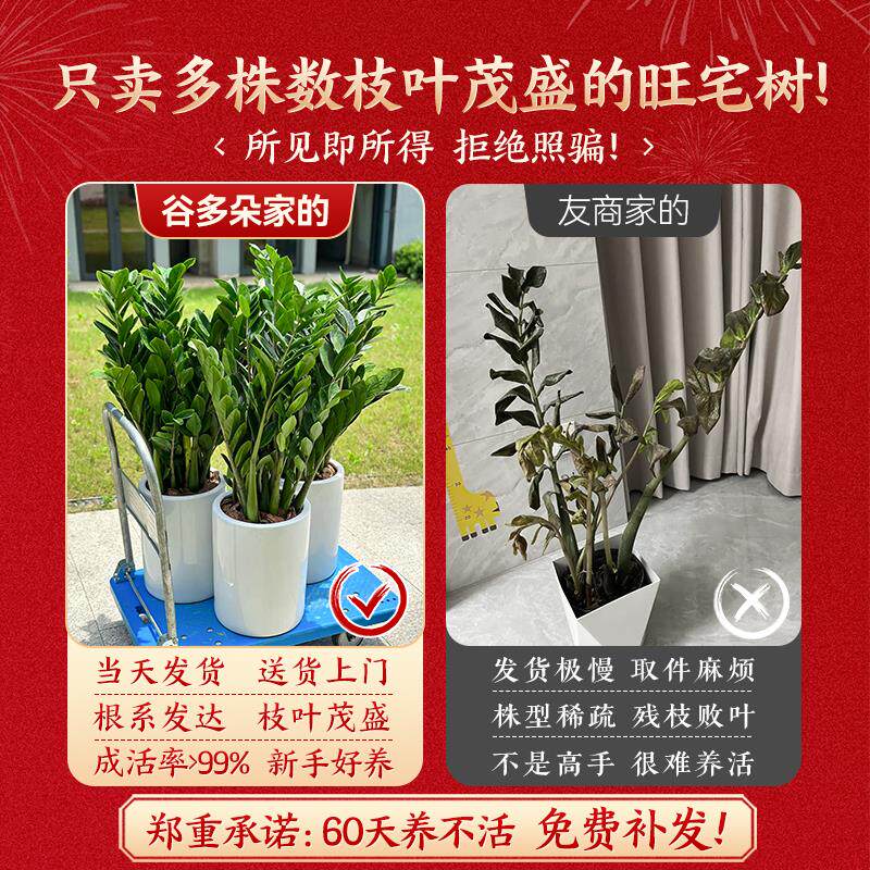 旺宅风水金钱树绿植盆栽客厅招财大型发财树乔迁送礼好养植物花卉