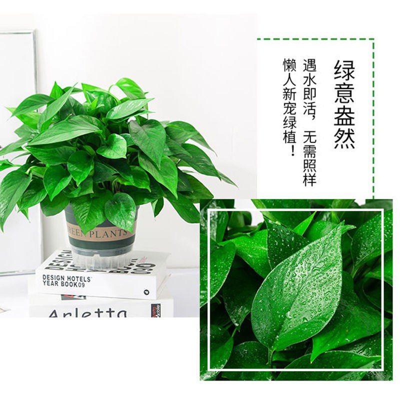绿萝盆栽室内客厅绿植花卉新房家用水培绿箩植物室内大叶绿箩吊兰