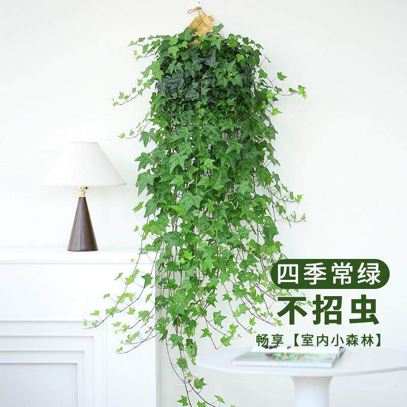 常春藤盆栽室内垂吊绿植佛珠金边吊兰办公室客厅阳台爱之蔓情人泪