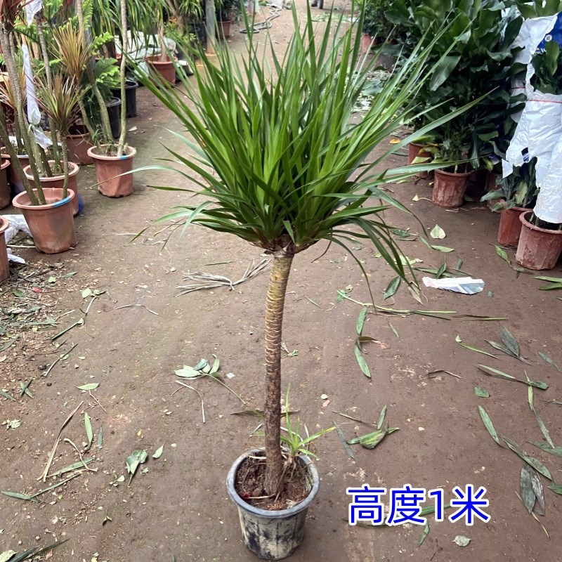 龙须树大型绿植多头龙血树七彩铁千年木盆栽室内发财客厅花卉植物