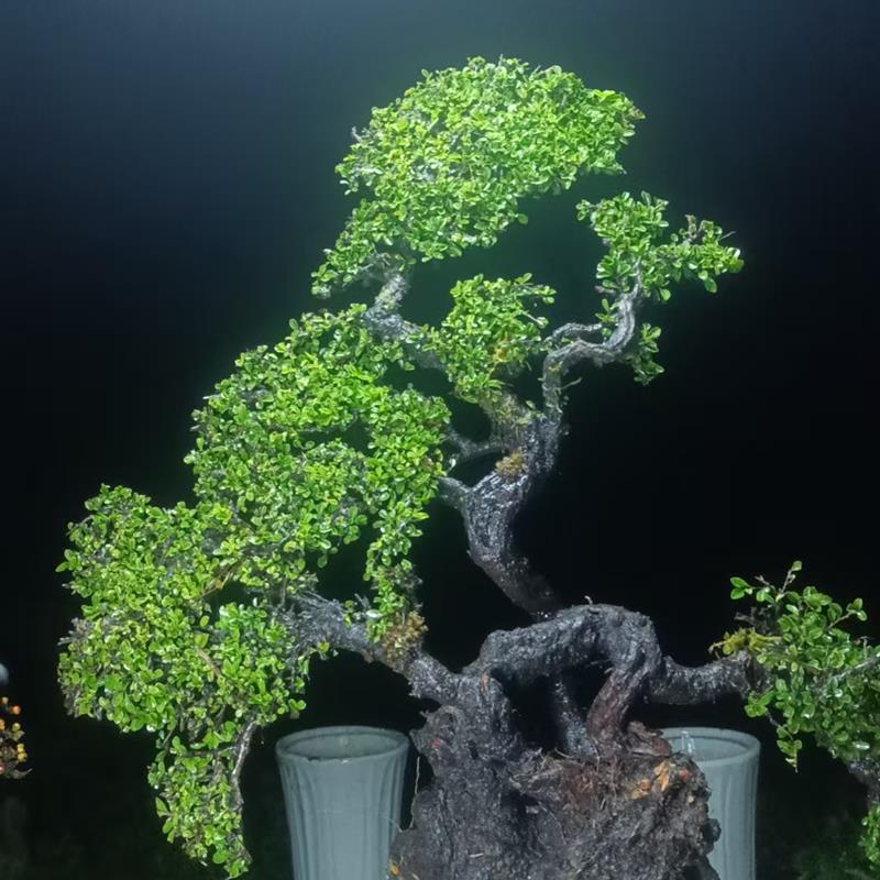 盆景 盆栽 老鹰刺盆景 造型盆景 盆景老桩精品盆景 矮霸盆景