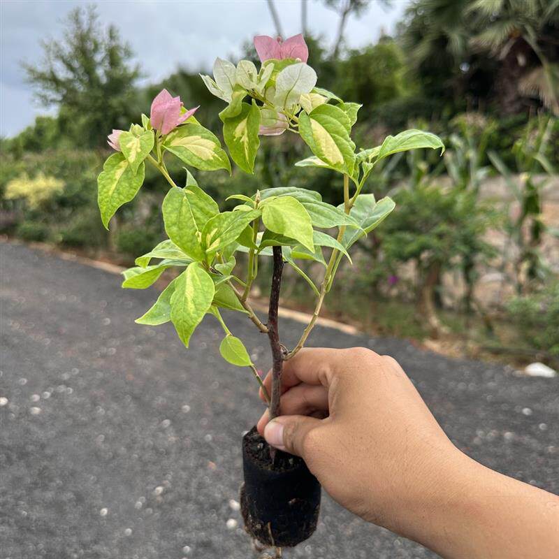 三角梅盆栽四季绿漳红樱植物矮桩阳台树苗耐寒带花卉