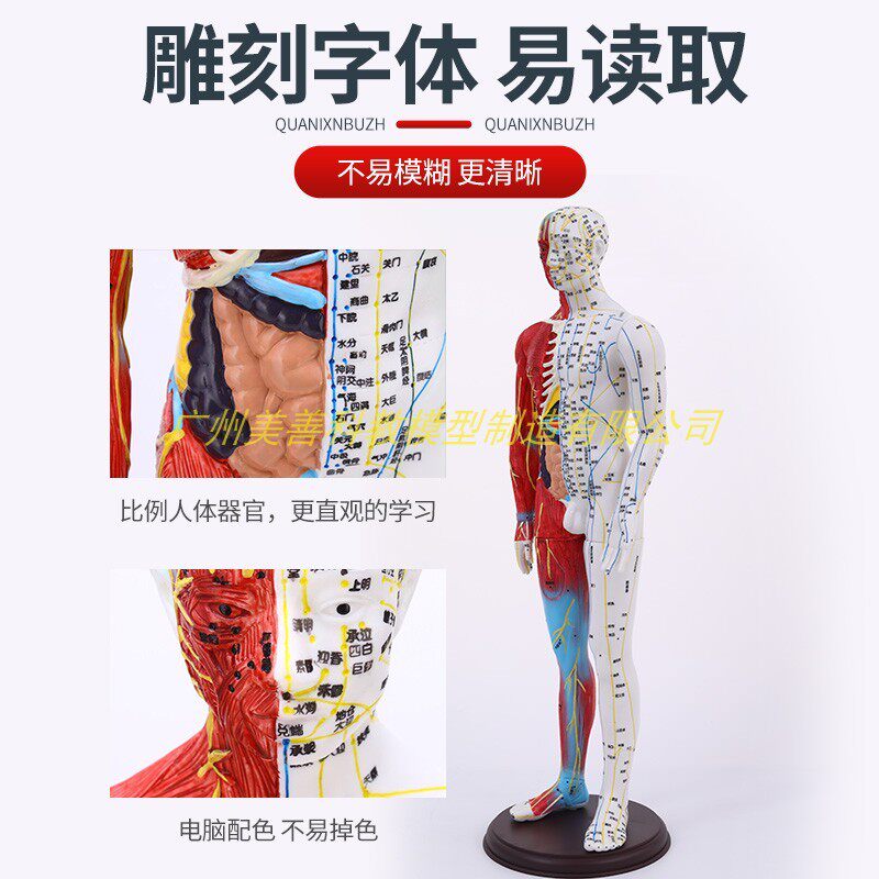 送图超清晰60cm人体针灸模型半肌肉解剖经络穴位模型针灸教学模型