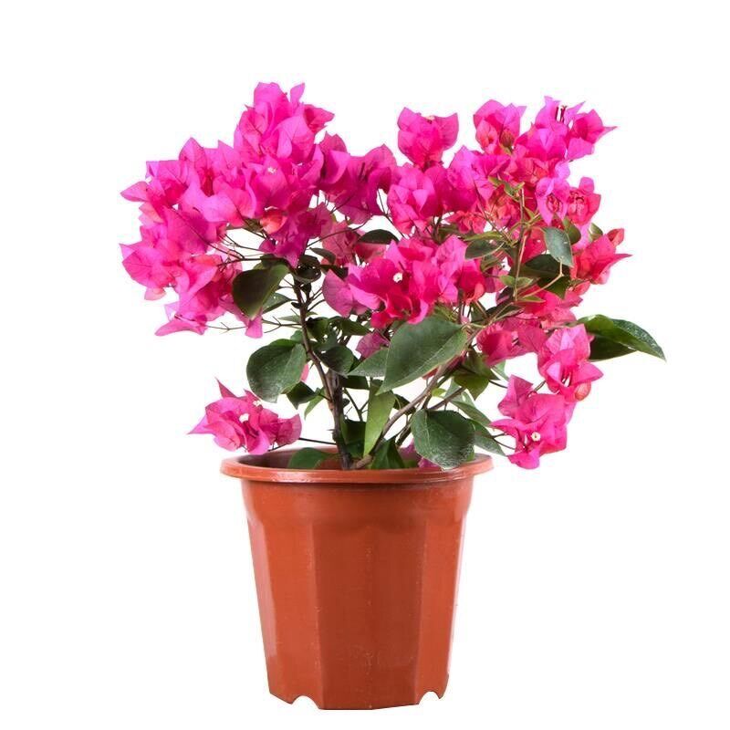 三角梅盆栽室外阳台喜阳植物四季开花好养易活深圳同城送货