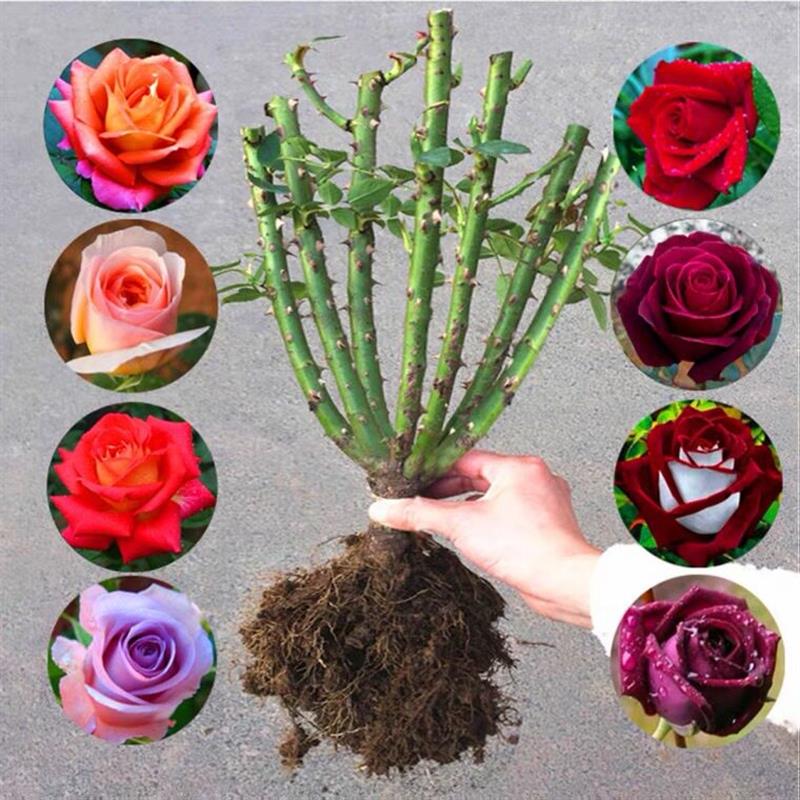 玫瑰老桩大花苗带花苞花卉绿植物盆栽月季室内外庭院阳台四季大苗