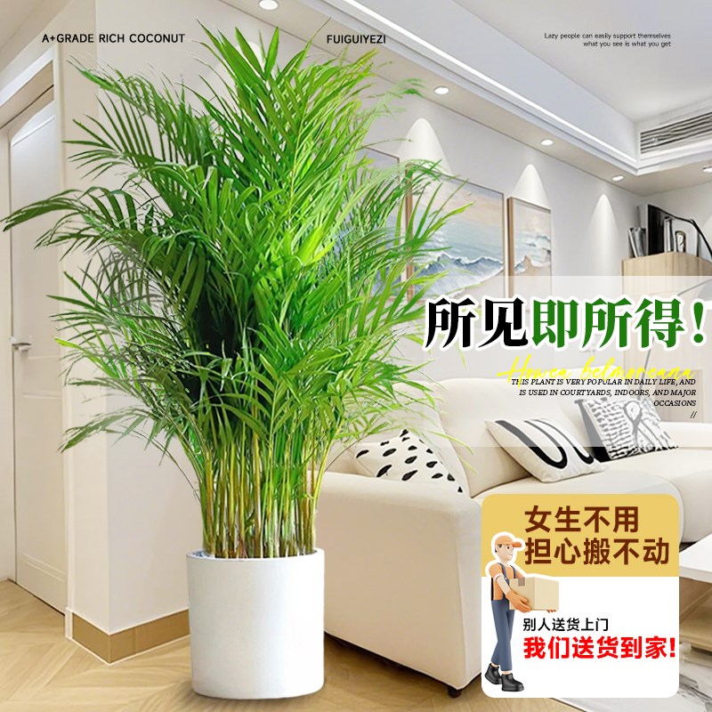 富贵椰子盆栽大型绿植散尾葵植物客厅办公室四季常青大号客厅盆景