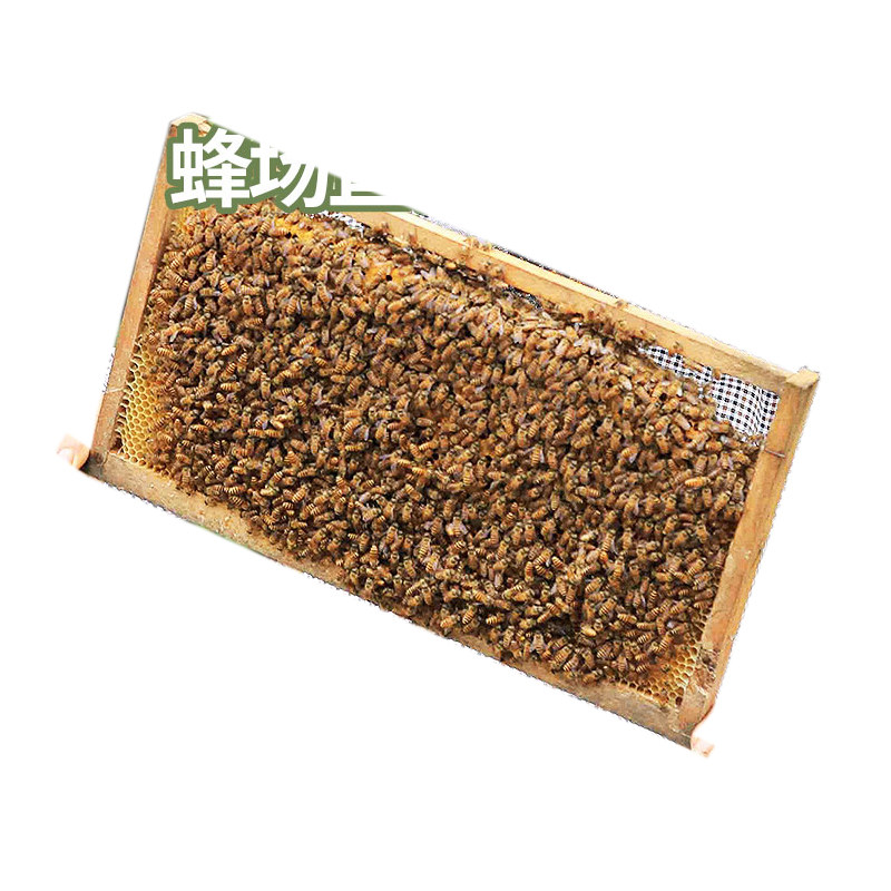 中蜂蜂群带王蜜蜂蜂群养殖带子脾阿坝中蜂带蜂箱中华土蜂出售包邮