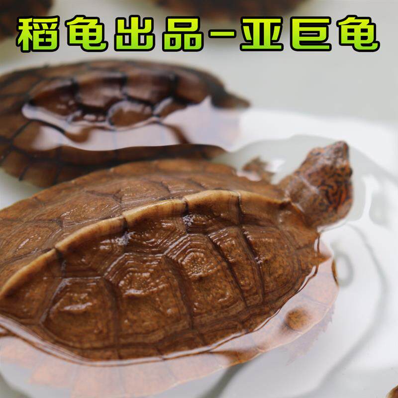 亚洲巨型龟亚巨乌龟观赏种龟苗草龟大型素食吃蔬菜水果半水龟宠物
