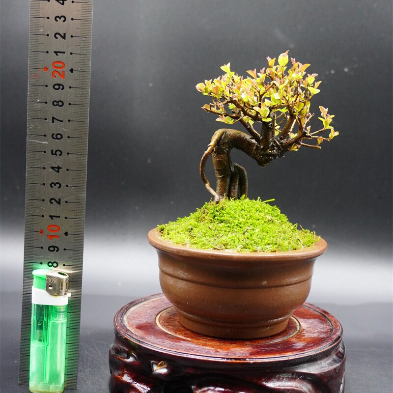 雀梅盆栽 小叶红芽雀梅盆景 童子功老桩 办公室桌面 趣味绿植微型