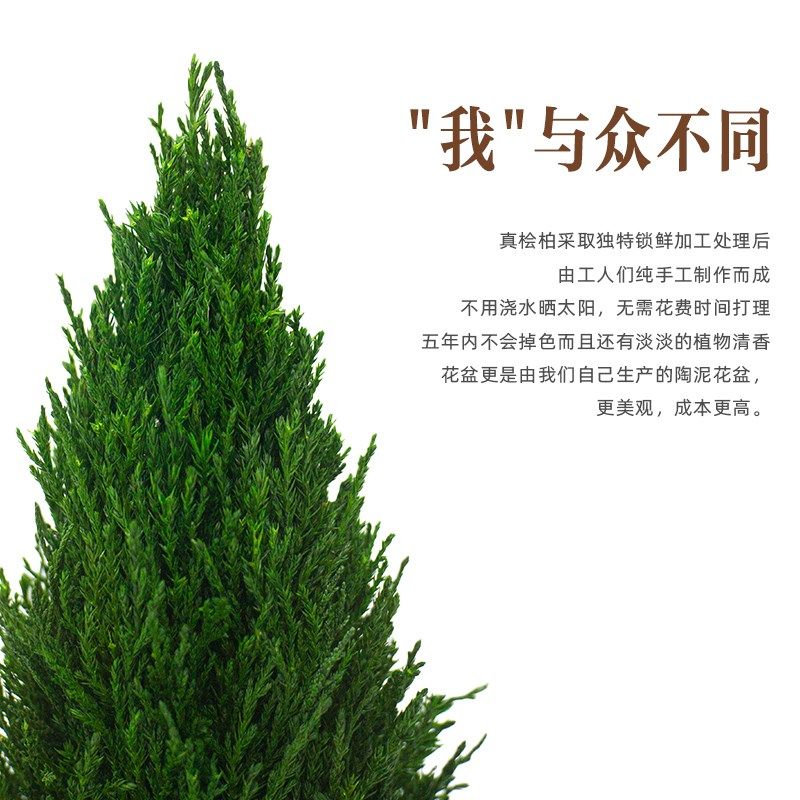 绿植小型圣诞树节礼物装饰摆件植物花卉盆栽好养客厅桌面摆设柏树