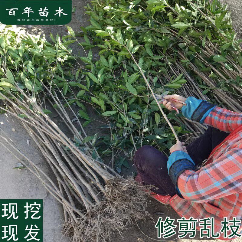 桂花树苗四季桂八月桂花苗金桂大树地栽开花浓香丹桂河道地栽